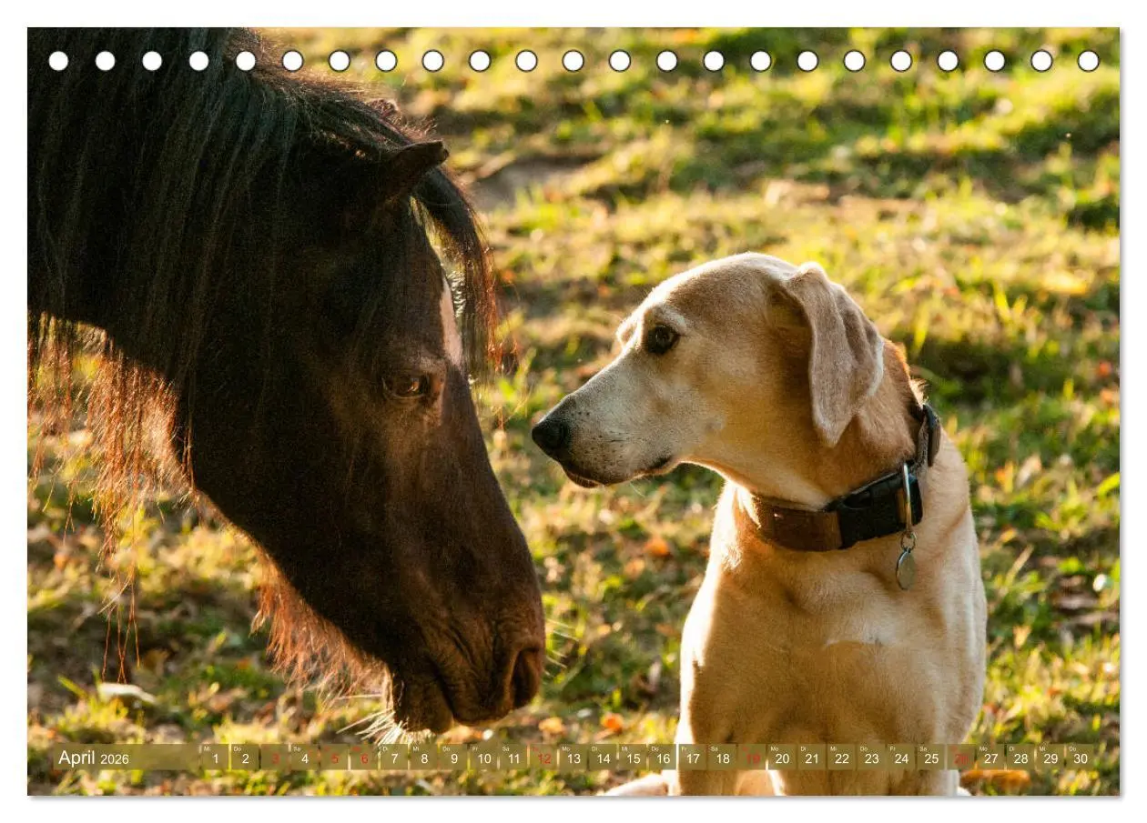 Bild: 9783457707388 | Pferd und Hund - Vierbeinige Freunde (Tischkalender 2026 DIN A5...