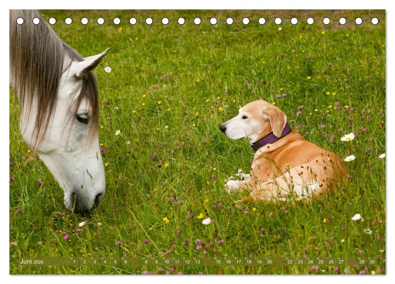 Bild: 9783457707388 | Pferd und Hund - Vierbeinige Freunde (Tischkalender 2026 DIN A5...
