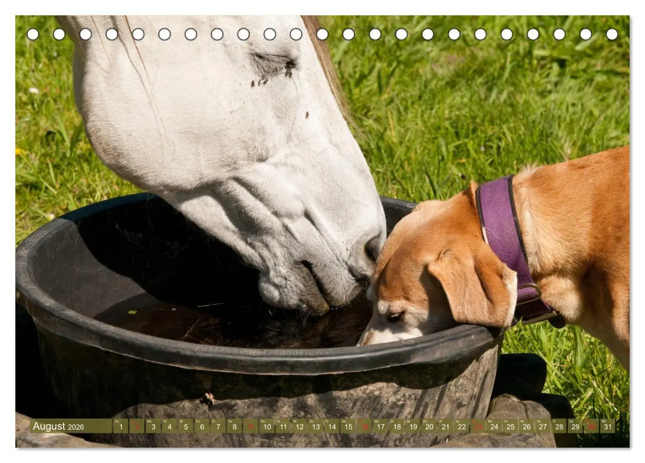 Bild: 9783457707388 | Pferd und Hund - Vierbeinige Freunde (Tischkalender 2026 DIN A5...