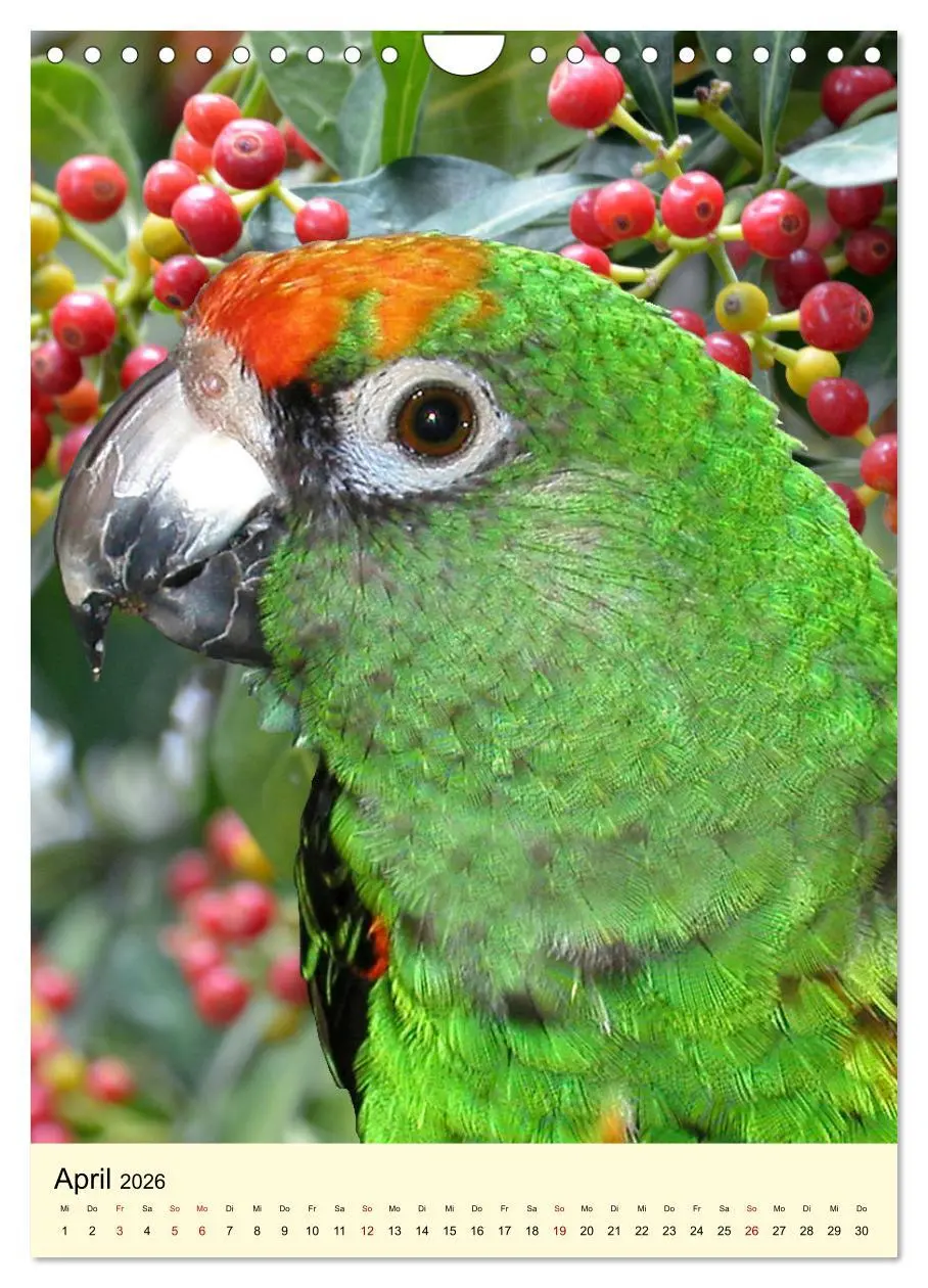 Bild: 9783516347388 | Farbenprächtige Papageien aus Asien und Afrika (Wandkalender 2026...
