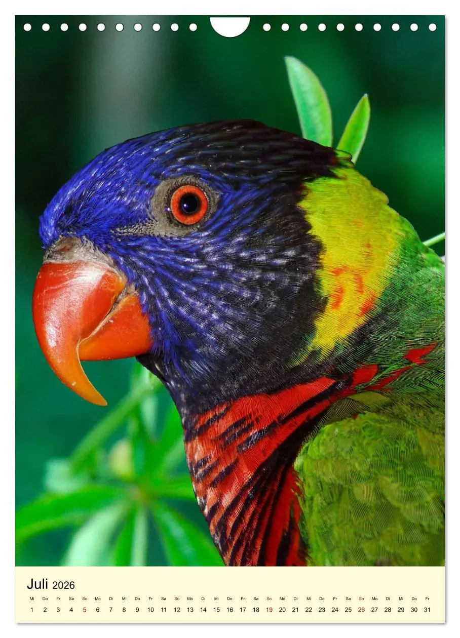 Bild: 9783516347388 | Farbenprächtige Papageien aus Asien und Afrika (Wandkalender 2026...