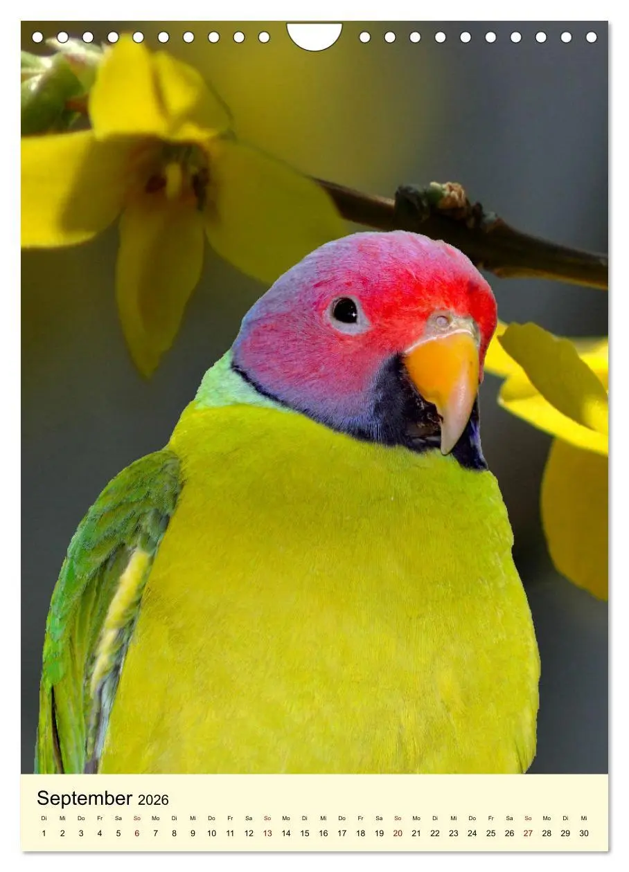 Bild: 9783516347388 | Farbenprächtige Papageien aus Asien und Afrika (Wandkalender 2026...