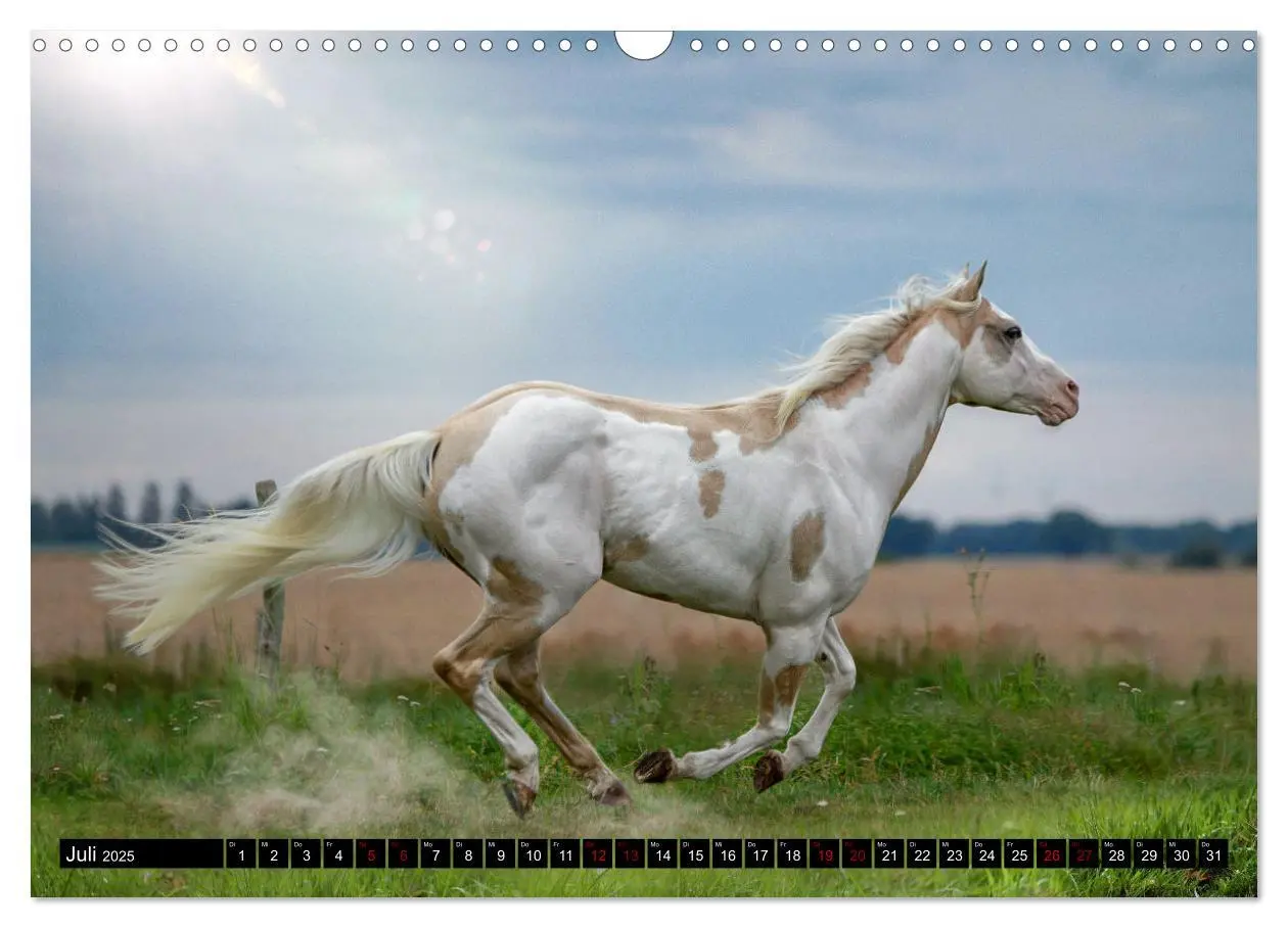 Bild: 9783435087488 | Faszination Westernpferde (Wandkalender 2025 DIN A3 quer), CALVENDO...