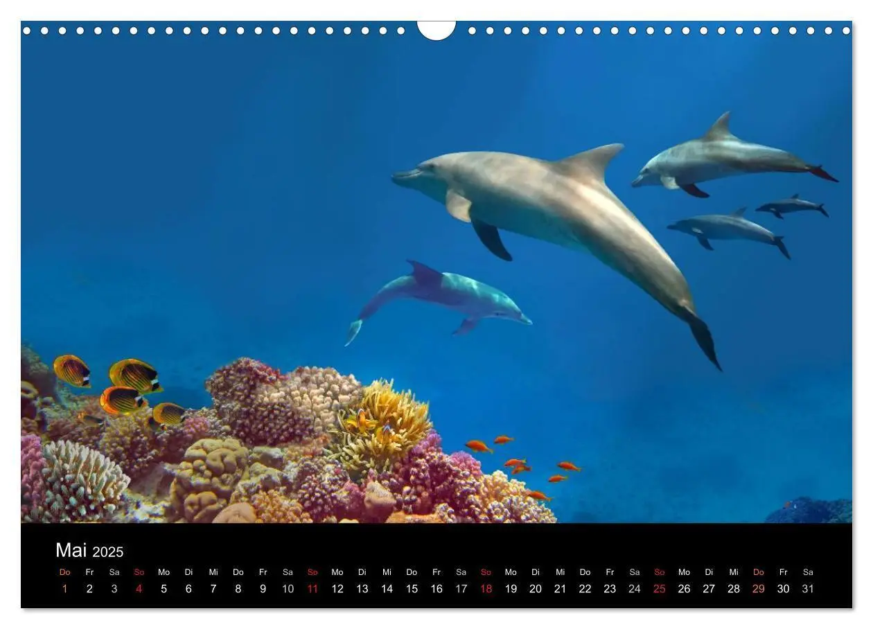 Bild: 9783435607488 | Riffleben - Einfach mal abtauchen (Wandkalender 2025 DIN A3 quer),...