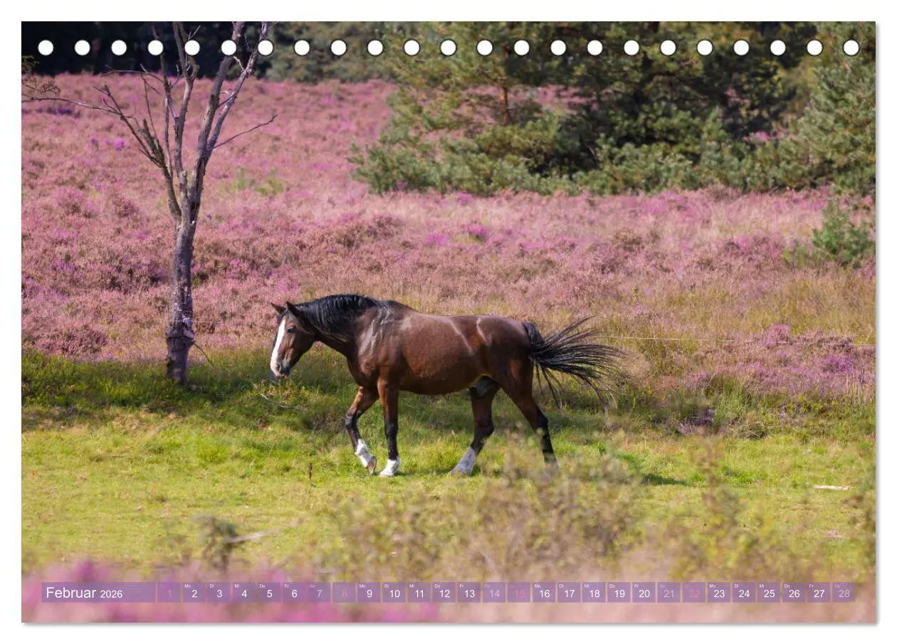 Bild: 9783457487488 | Im Blütenrausch der Lüneburger Heide (Tischkalender 2026 DIN A5...