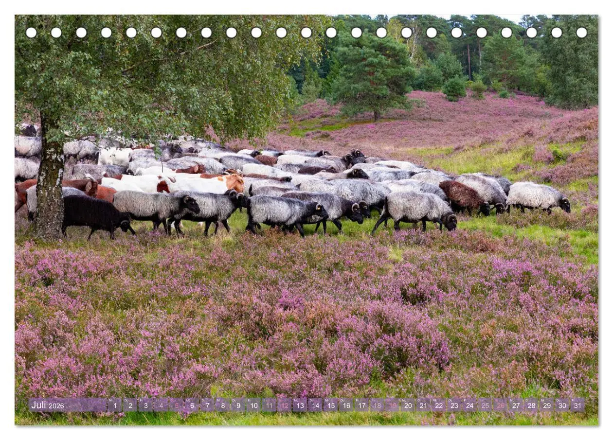 Bild: 9783457487488 | Im Blütenrausch der Lüneburger Heide (Tischkalender 2026 DIN A5...
