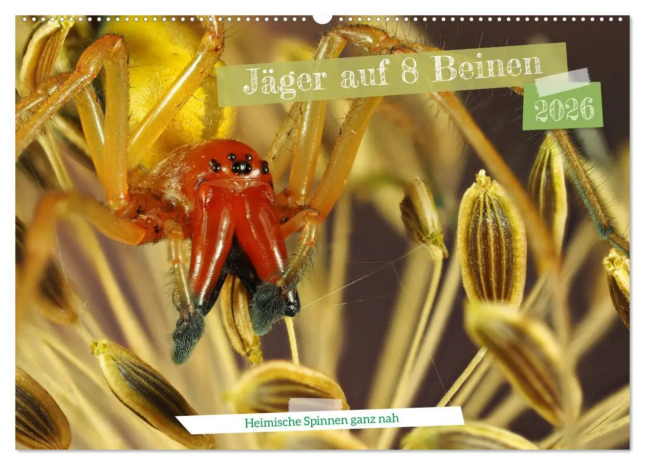 Cover: 9783457557488 | Jäger auf acht Beinen (Wandkalender 2026 DIN A2 quer), CALVENDO...