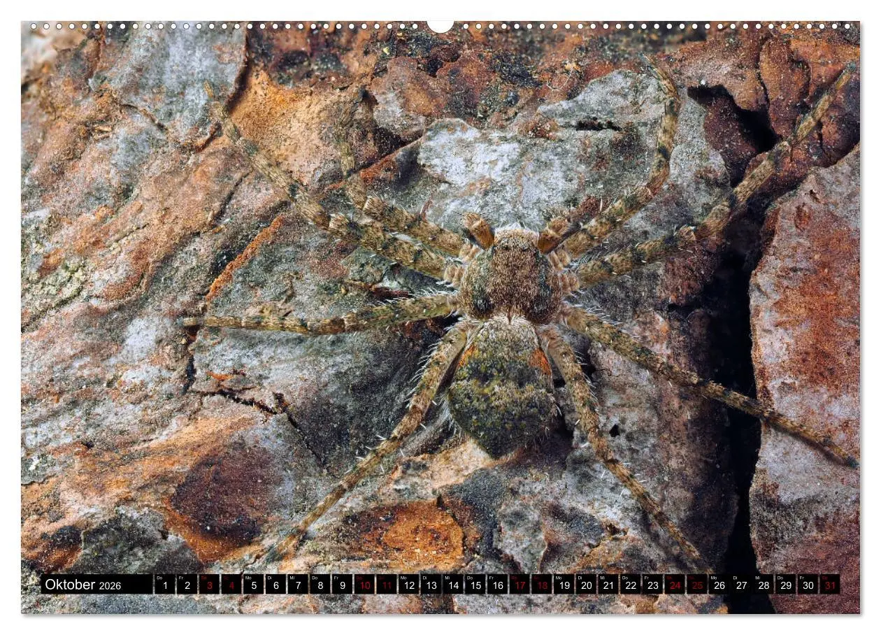 Bild: 9783457557488 | Jäger auf acht Beinen (Wandkalender 2026 DIN A2 quer), CALVENDO...