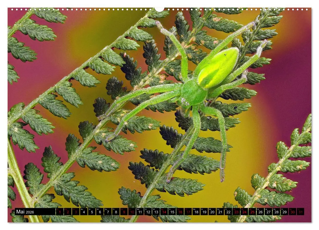 Bild: 9783457557488 | Jäger auf acht Beinen (Wandkalender 2026 DIN A2 quer), CALVENDO...