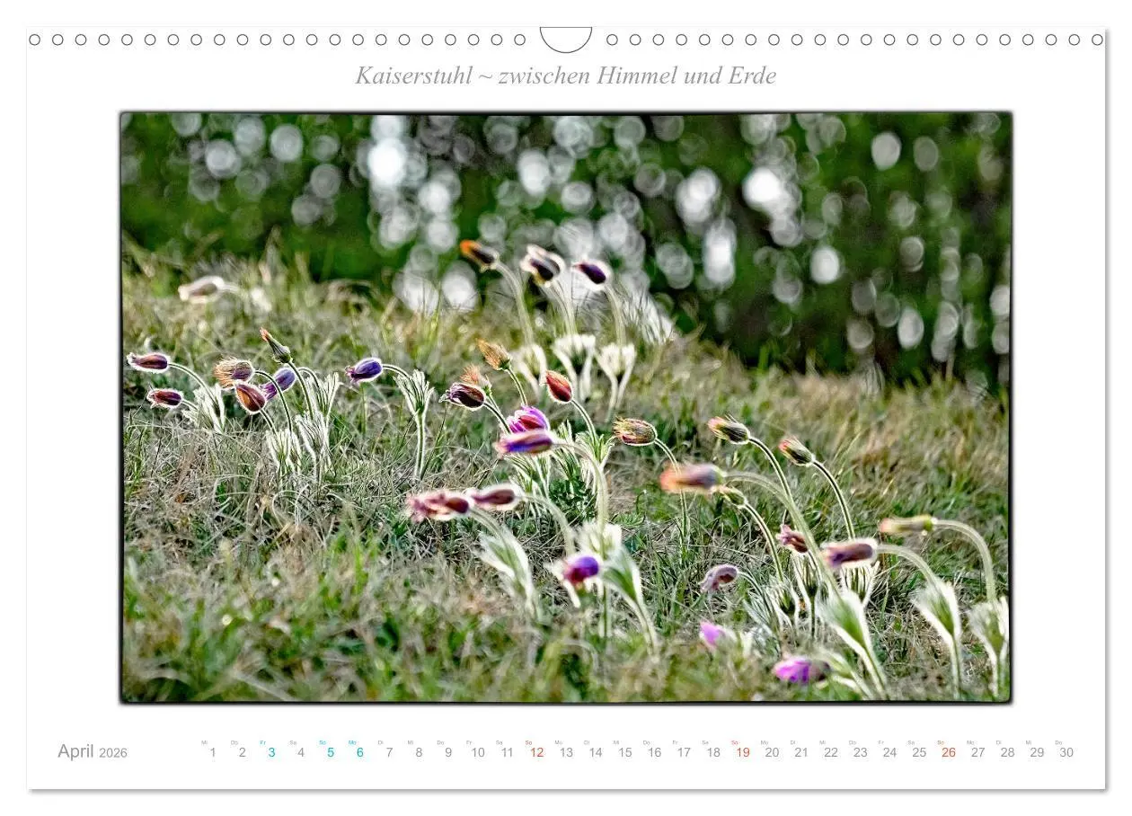 Bild: 9783457797488 | Kaiserstuhl zwischen Himmel und Erde (Wandkalender 2026 DIN A3...