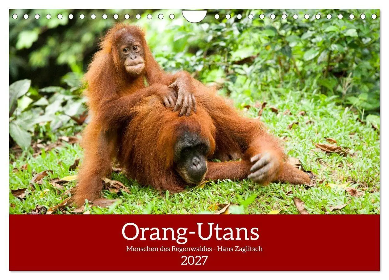 Cover: 9783516797688 | Orang-Utans - Menschen des Regenwaldes (Wandkalender 2027 DIN A4...