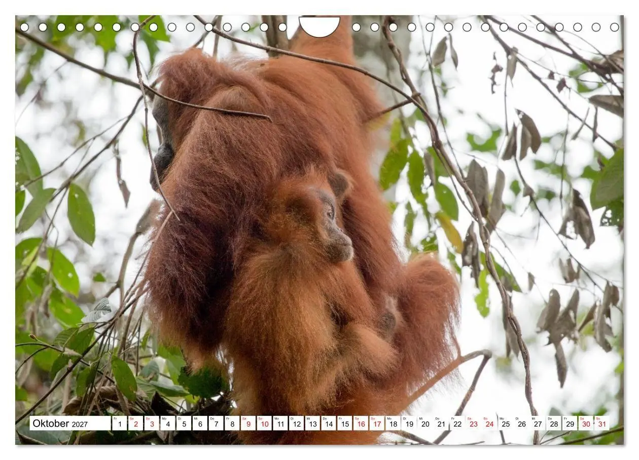 Bild: 9783516797688 | Orang-Utans - Menschen des Regenwaldes (Wandkalender 2027 DIN A4...