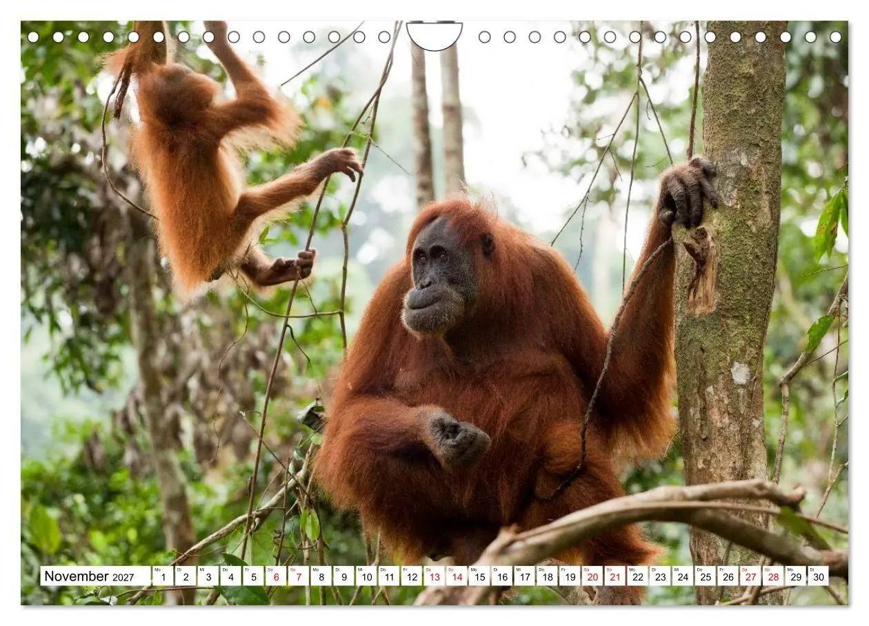 Bild: 9783516797688 | Orang-Utans - Menschen des Regenwaldes (Wandkalender 2027 DIN A4...
