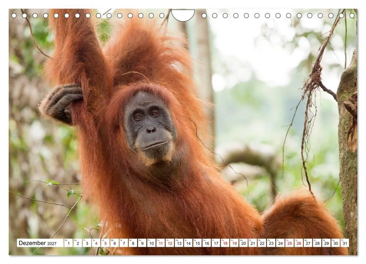 Bild: 9783516797688 | Orang-Utans - Menschen des Regenwaldes (Wandkalender 2027 DIN A4...
