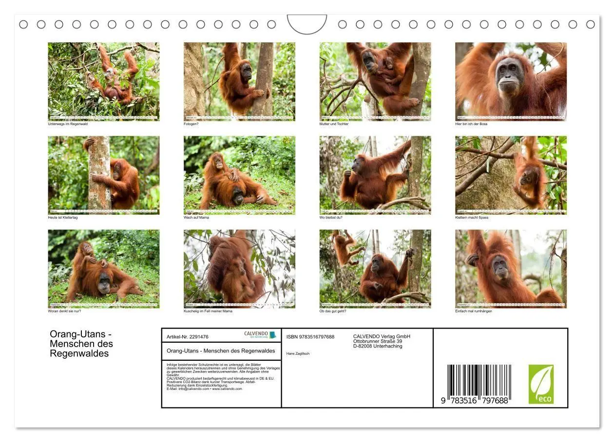 Bild: 9783516797688 | Orang-Utans - Menschen des Regenwaldes (Wandkalender 2027 DIN A4...