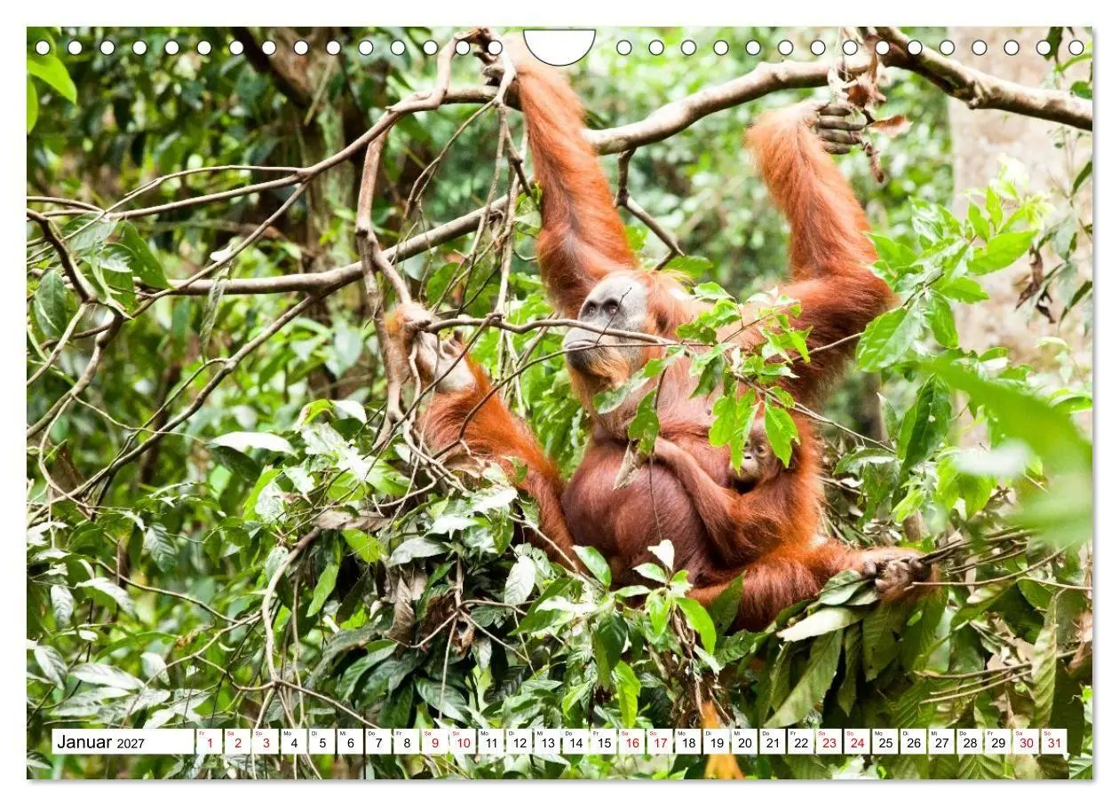 Bild: 9783516797688 | Orang-Utans - Menschen des Regenwaldes (Wandkalender 2027 DIN A4...