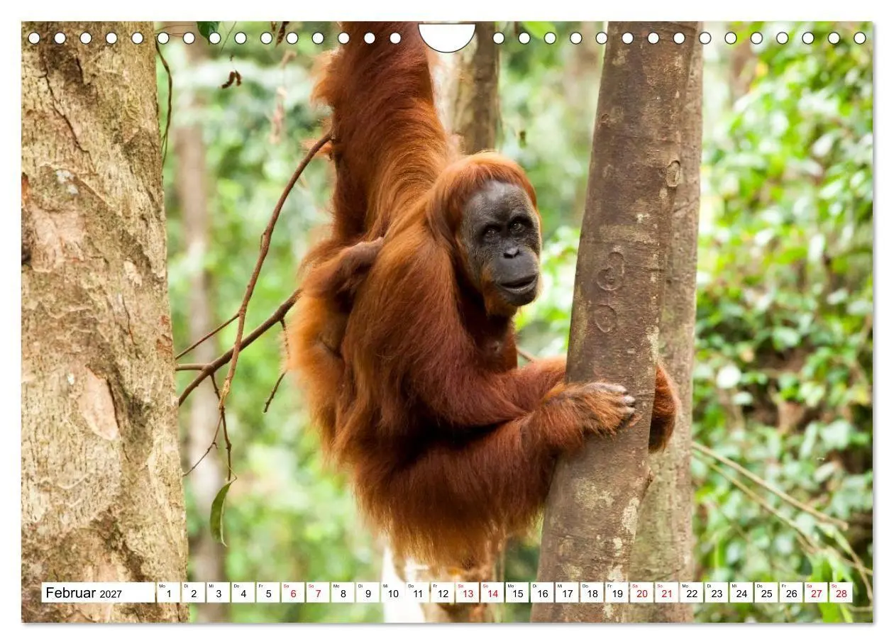 Bild: 9783516797688 | Orang-Utans - Menschen des Regenwaldes (Wandkalender 2027 DIN A4...
