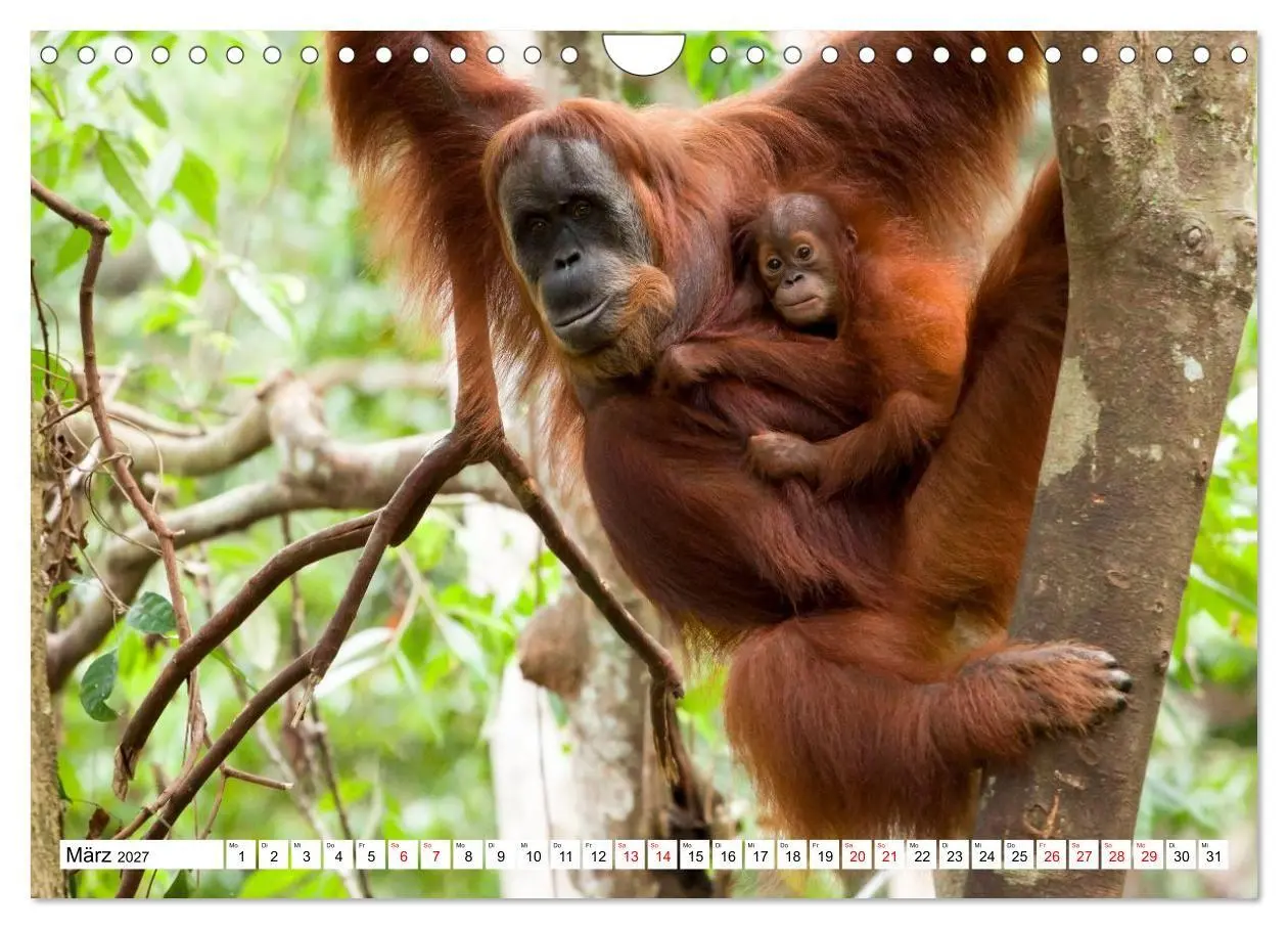 Bild: 9783516797688 | Orang-Utans - Menschen des Regenwaldes (Wandkalender 2027 DIN A4...