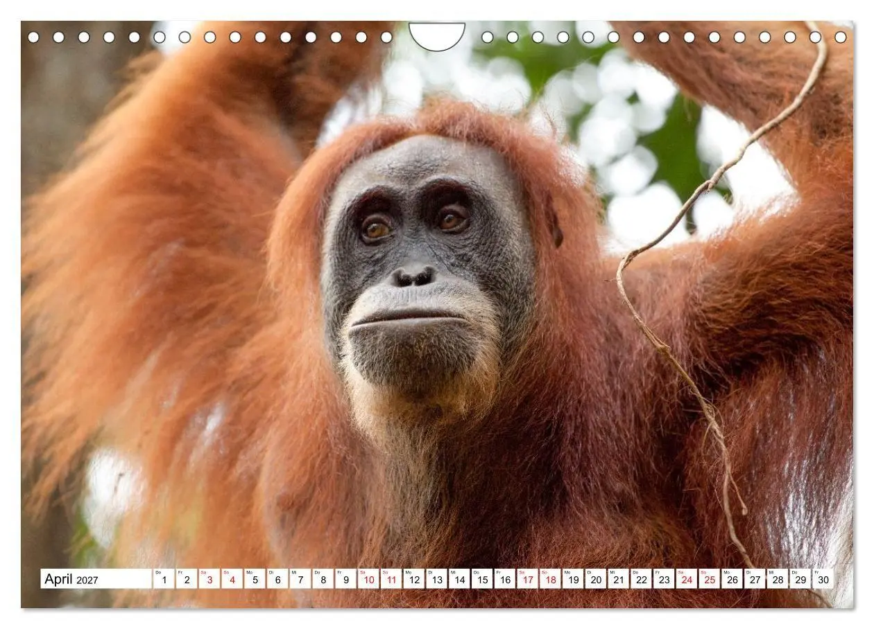 Bild: 9783516797688 | Orang-Utans - Menschen des Regenwaldes (Wandkalender 2027 DIN A4...