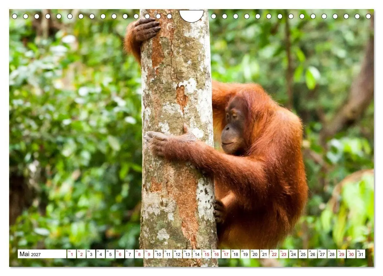 Bild: 9783516797688 | Orang-Utans - Menschen des Regenwaldes (Wandkalender 2027 DIN A4...