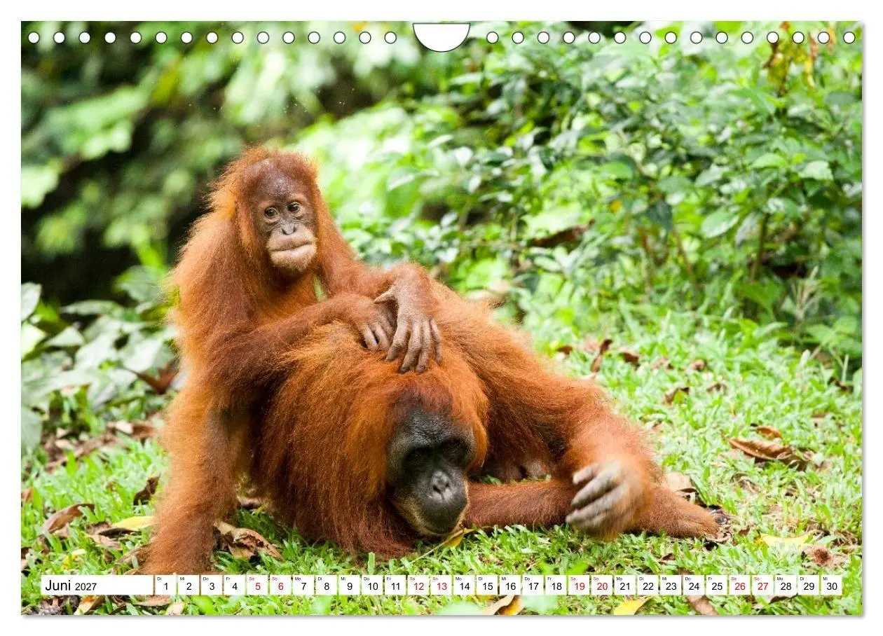 Bild: 9783516797688 | Orang-Utans - Menschen des Regenwaldes (Wandkalender 2027 DIN A4...