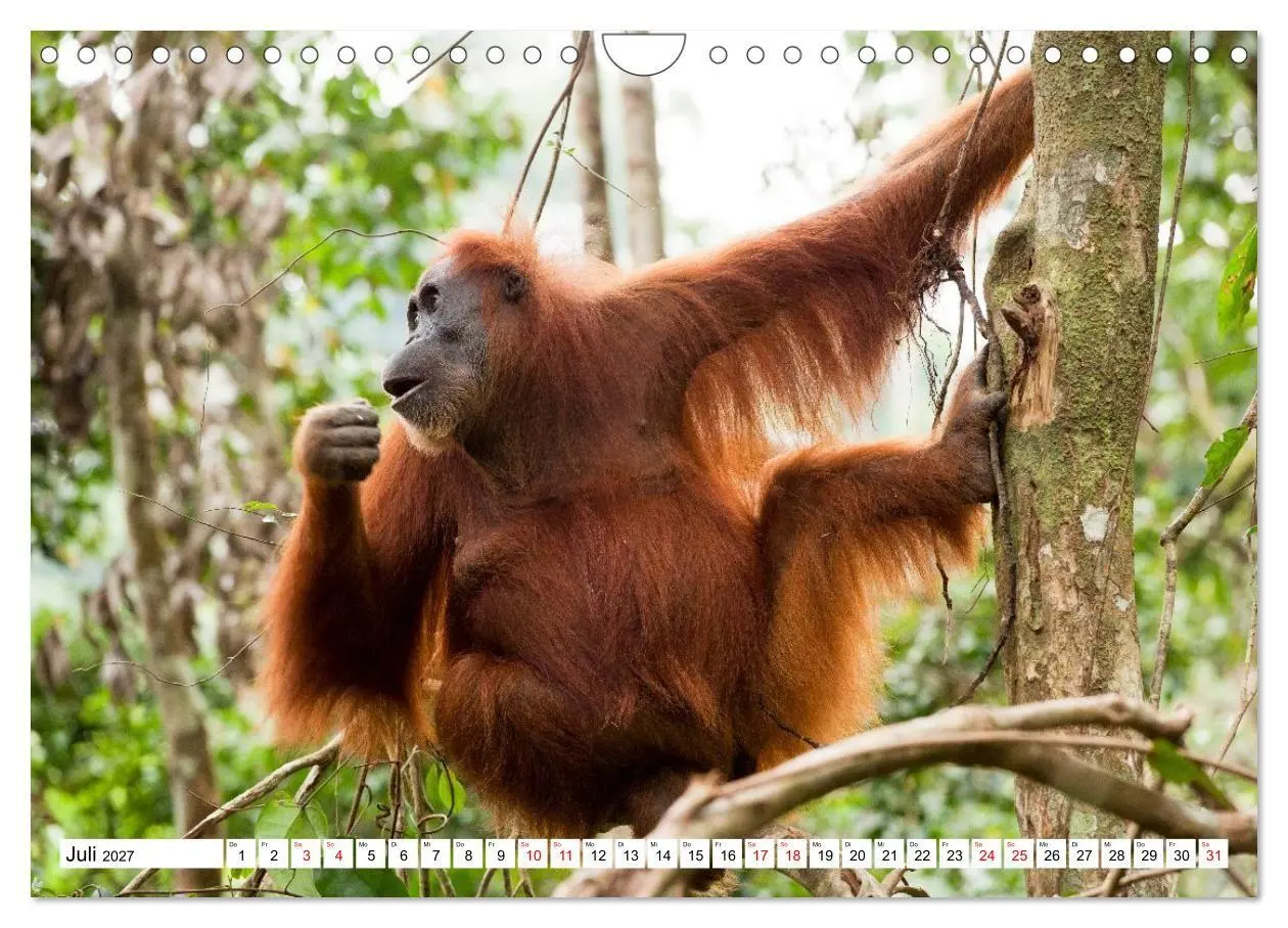 Bild: 9783516797688 | Orang-Utans - Menschen des Regenwaldes (Wandkalender 2027 DIN A4...