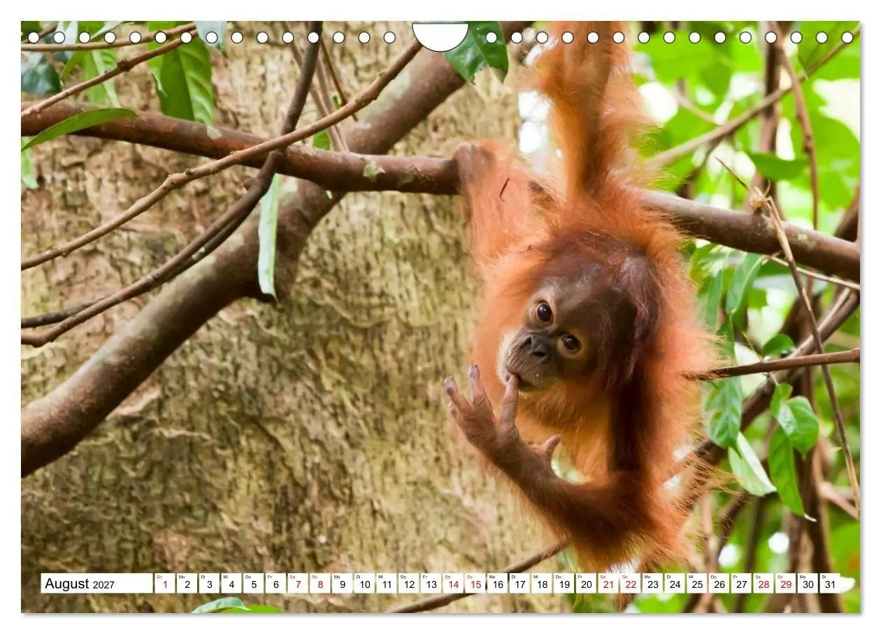 Bild: 9783516797688 | Orang-Utans - Menschen des Regenwaldes (Wandkalender 2027 DIN A4...