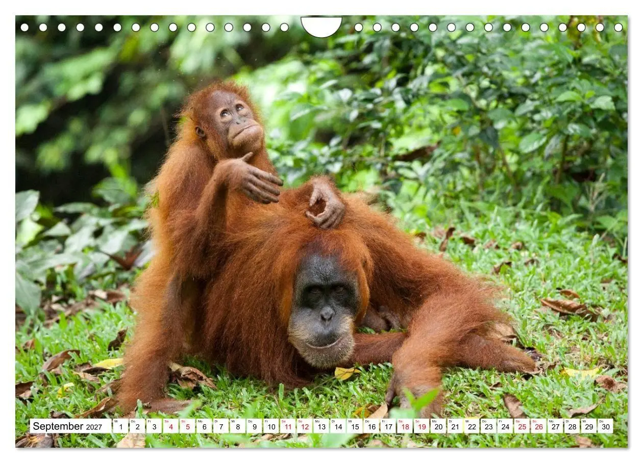 Bild: 9783516797688 | Orang-Utans - Menschen des Regenwaldes (Wandkalender 2027 DIN A4...