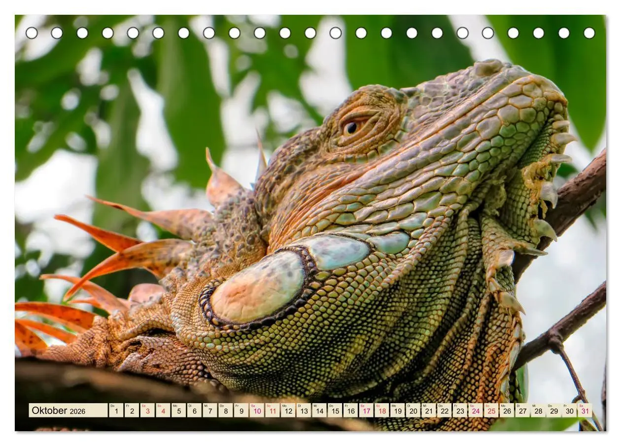 Bild: 9783457837788 | Wunderschöner Leguan (Tischkalender 2026 DIN A5 quer), CALVENDO...