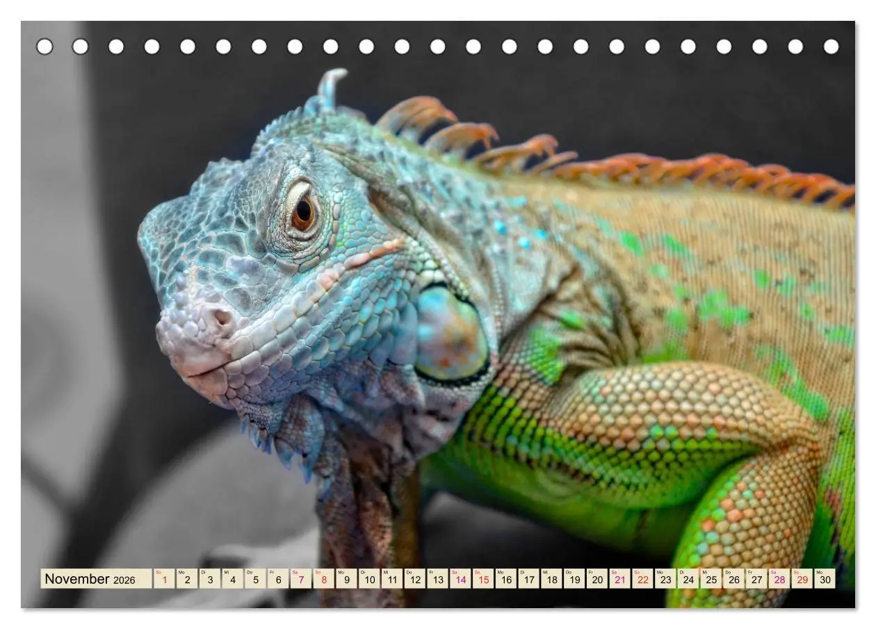 Bild: 9783457837788 | Wunderschöner Leguan (Tischkalender 2026 DIN A5 quer), CALVENDO...