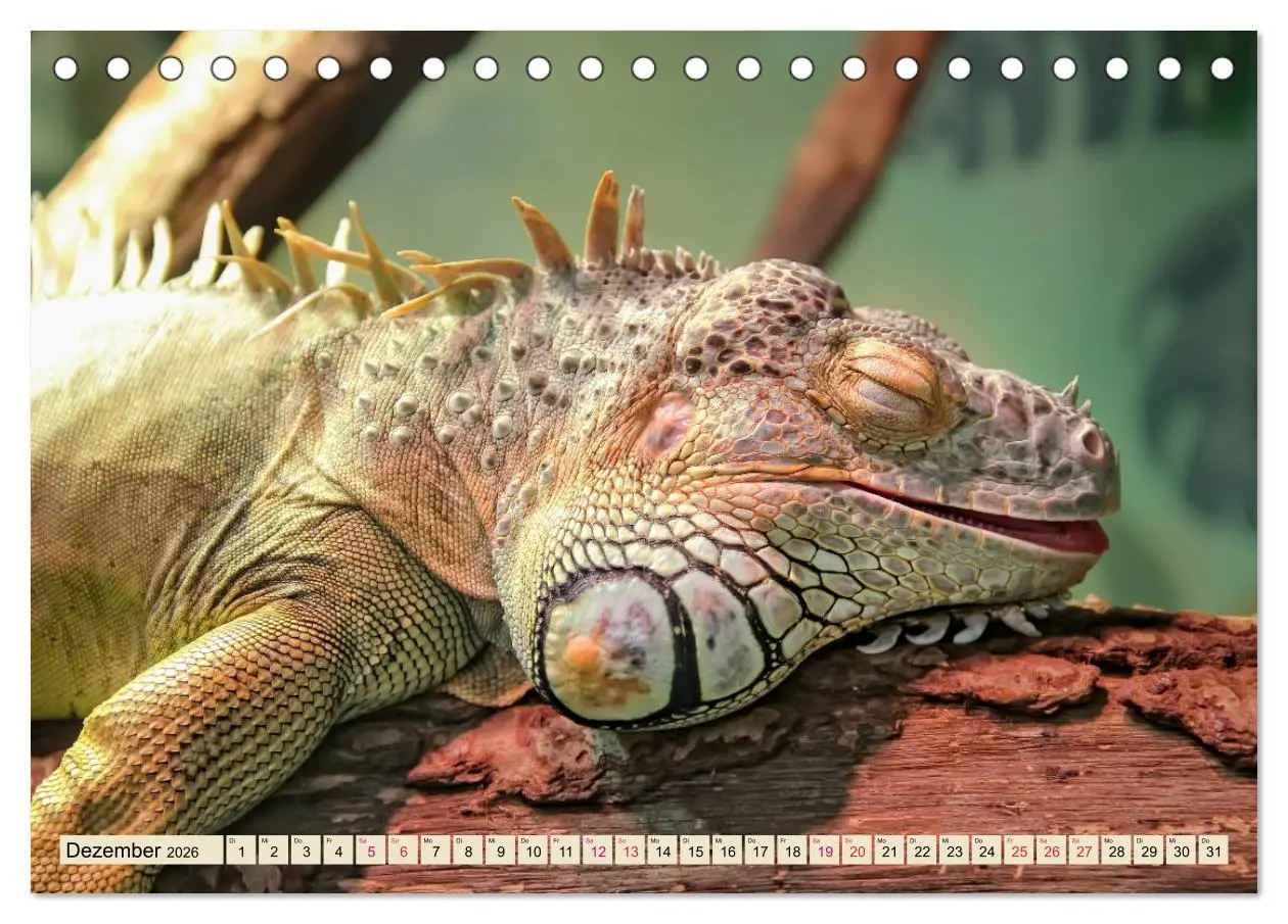 Bild: 9783457837788 | Wunderschöner Leguan (Tischkalender 2026 DIN A5 quer), CALVENDO...
