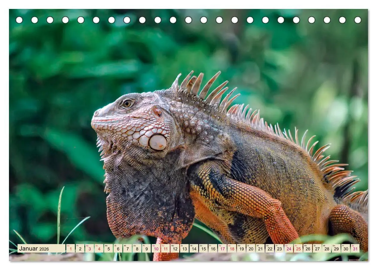 Bild: 9783457837788 | Wunderschöner Leguan (Tischkalender 2026 DIN A5 quer), CALVENDO...