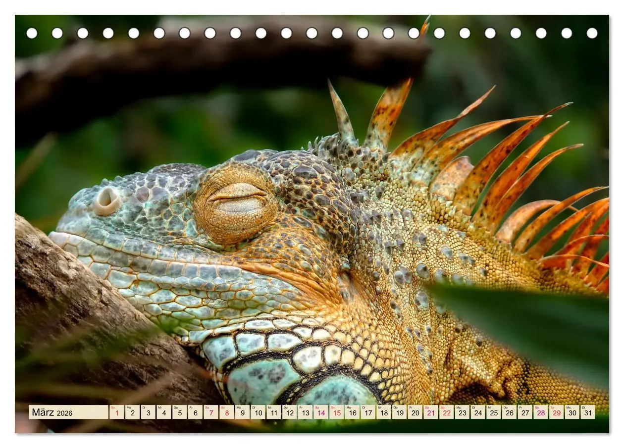 Bild: 9783457837788 | Wunderschöner Leguan (Tischkalender 2026 DIN A5 quer), CALVENDO...