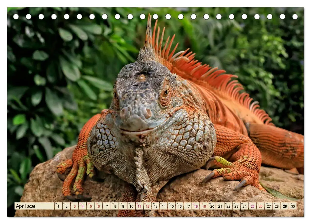Bild: 9783457837788 | Wunderschöner Leguan (Tischkalender 2026 DIN A5 quer), CALVENDO...