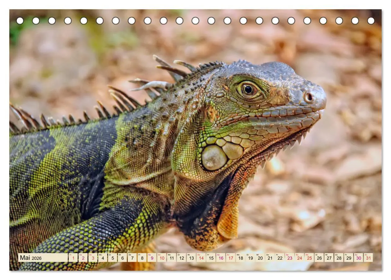 Bild: 9783457837788 | Wunderschöner Leguan (Tischkalender 2026 DIN A5 quer), CALVENDO...