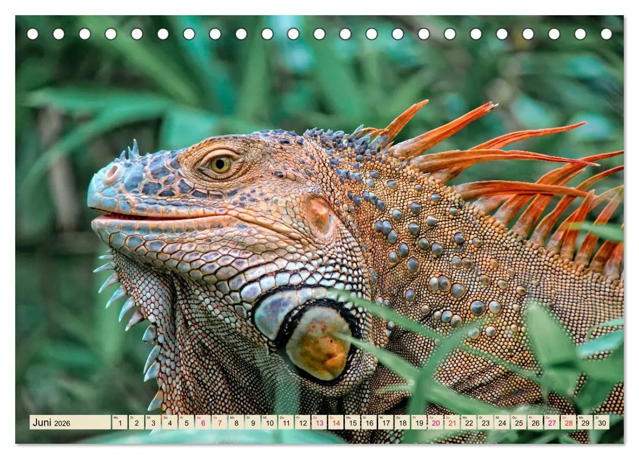 Bild: 9783457837788 | Wunderschöner Leguan (Tischkalender 2026 DIN A5 quer), CALVENDO...