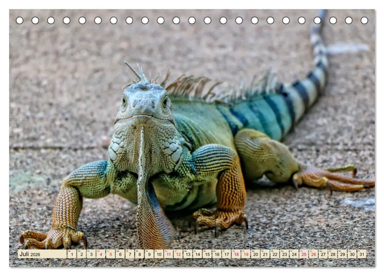 Bild: 9783457837788 | Wunderschöner Leguan (Tischkalender 2026 DIN A5 quer), CALVENDO...