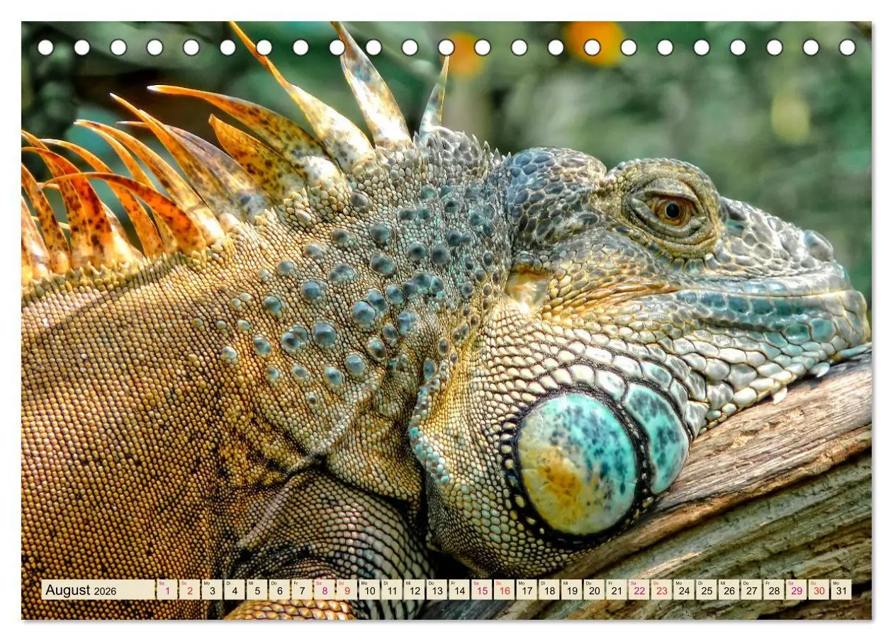 Bild: 9783457837788 | Wunderschöner Leguan (Tischkalender 2026 DIN A5 quer), CALVENDO...