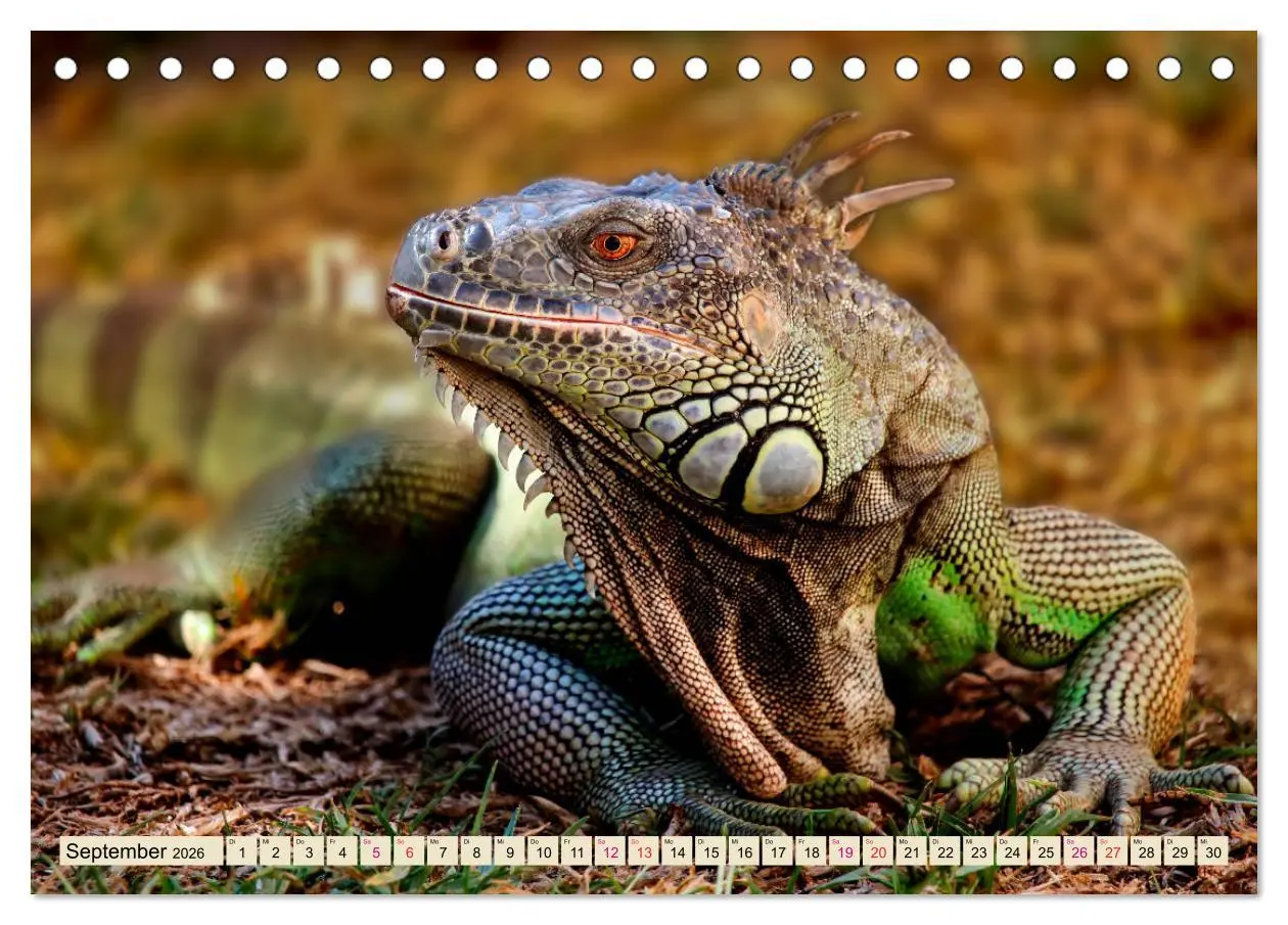 Bild: 9783457837788 | Wunderschöner Leguan (Tischkalender 2026 DIN A5 quer), CALVENDO...