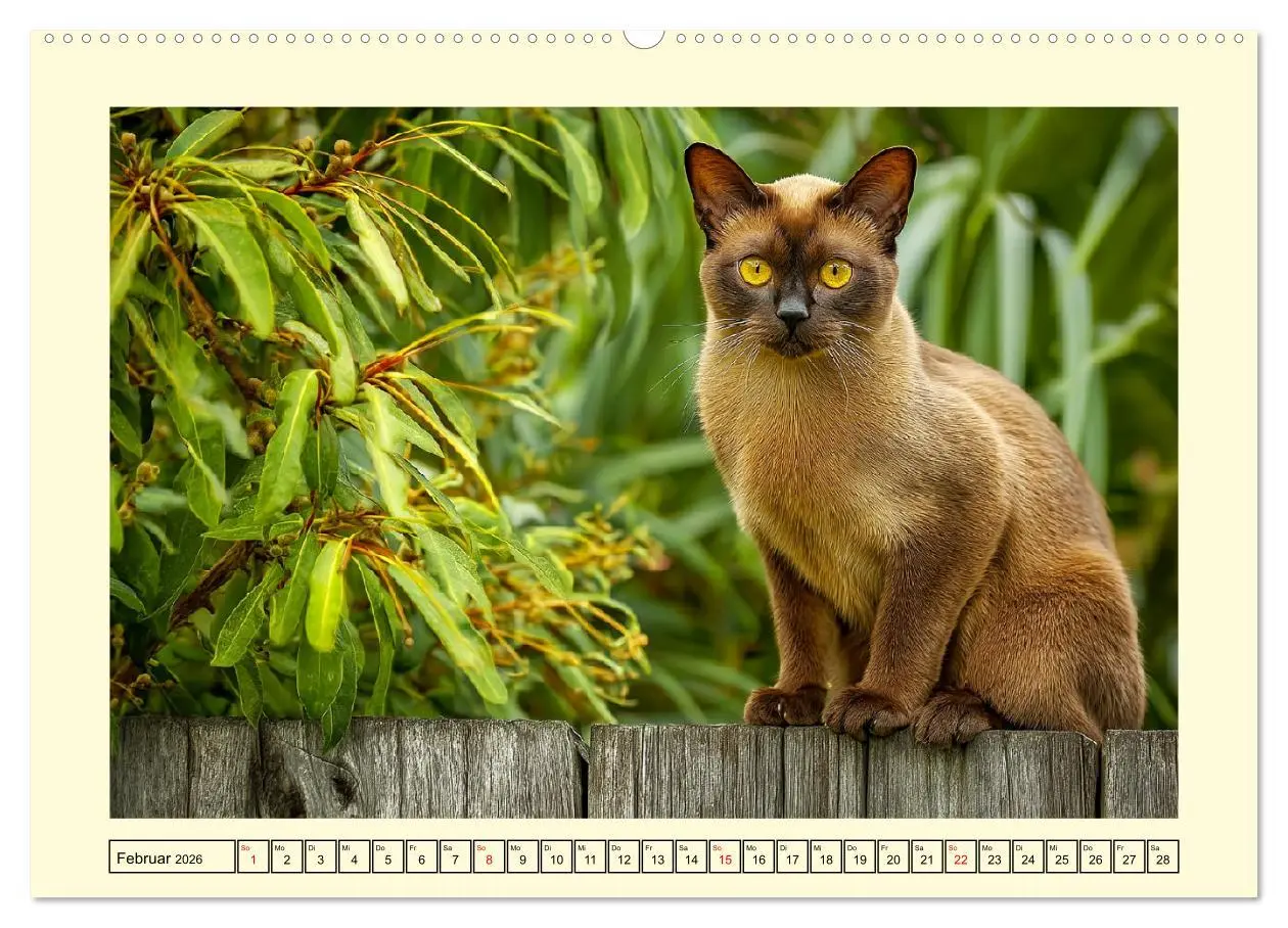 Bild: 9783516167788 | Burma-Katzen. Ausstrahlung und Anmut der faszinierenden Samtpfoten...