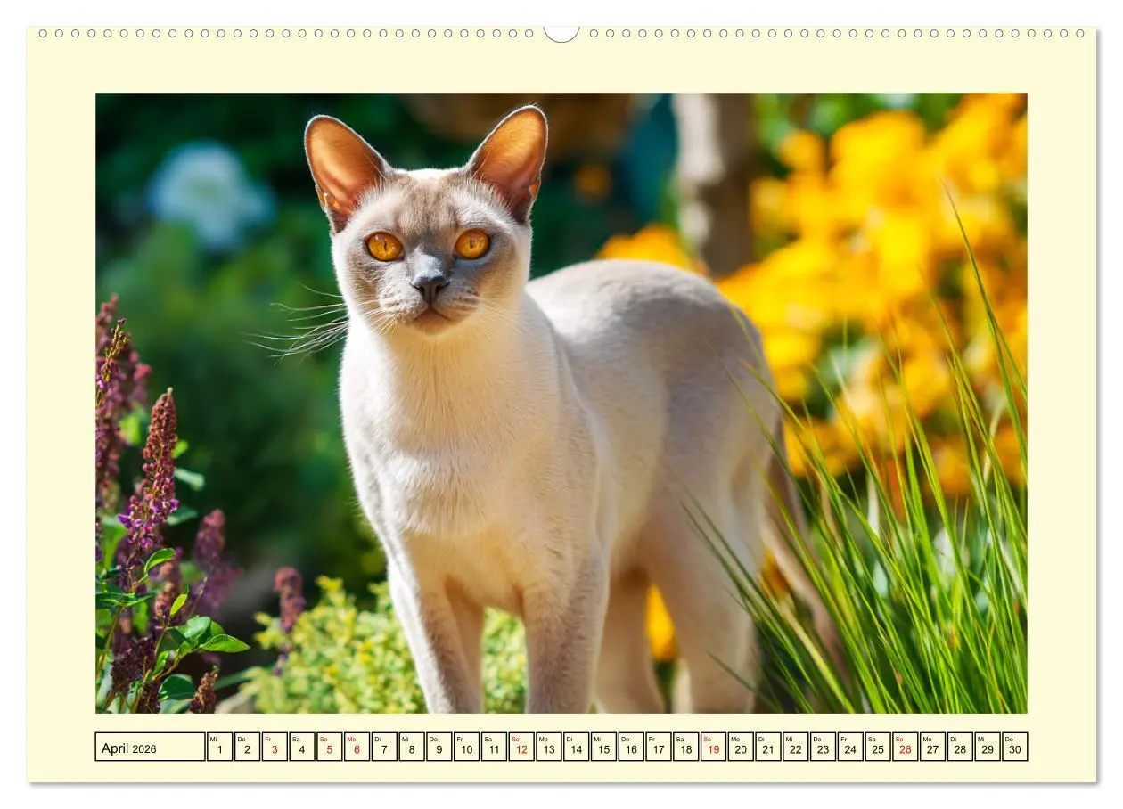 Bild: 9783516167788 | Burma-Katzen. Ausstrahlung und Anmut der faszinierenden Samtpfoten...