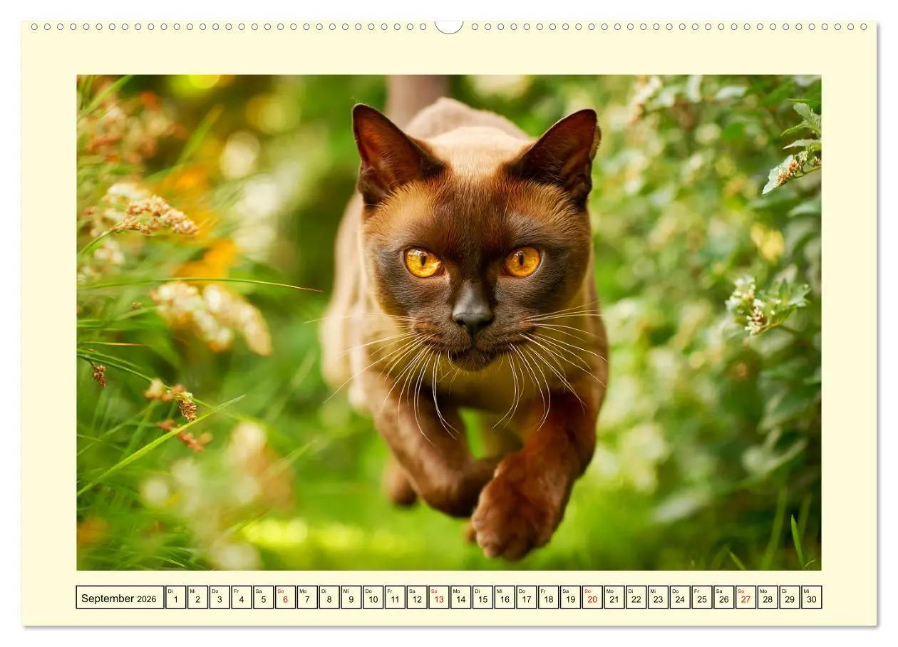 Bild: 9783516167788 | Burma-Katzen. Ausstrahlung und Anmut der faszinierenden Samtpfoten...