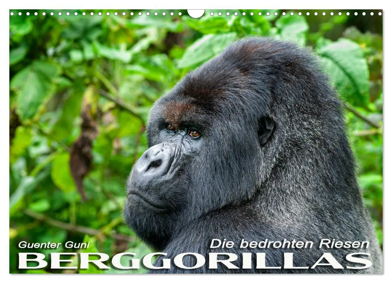 Cover: 9783457687888 | Berggorillas: die bedrohten Riesen (Wandkalender 2026 DIN A3 quer),...