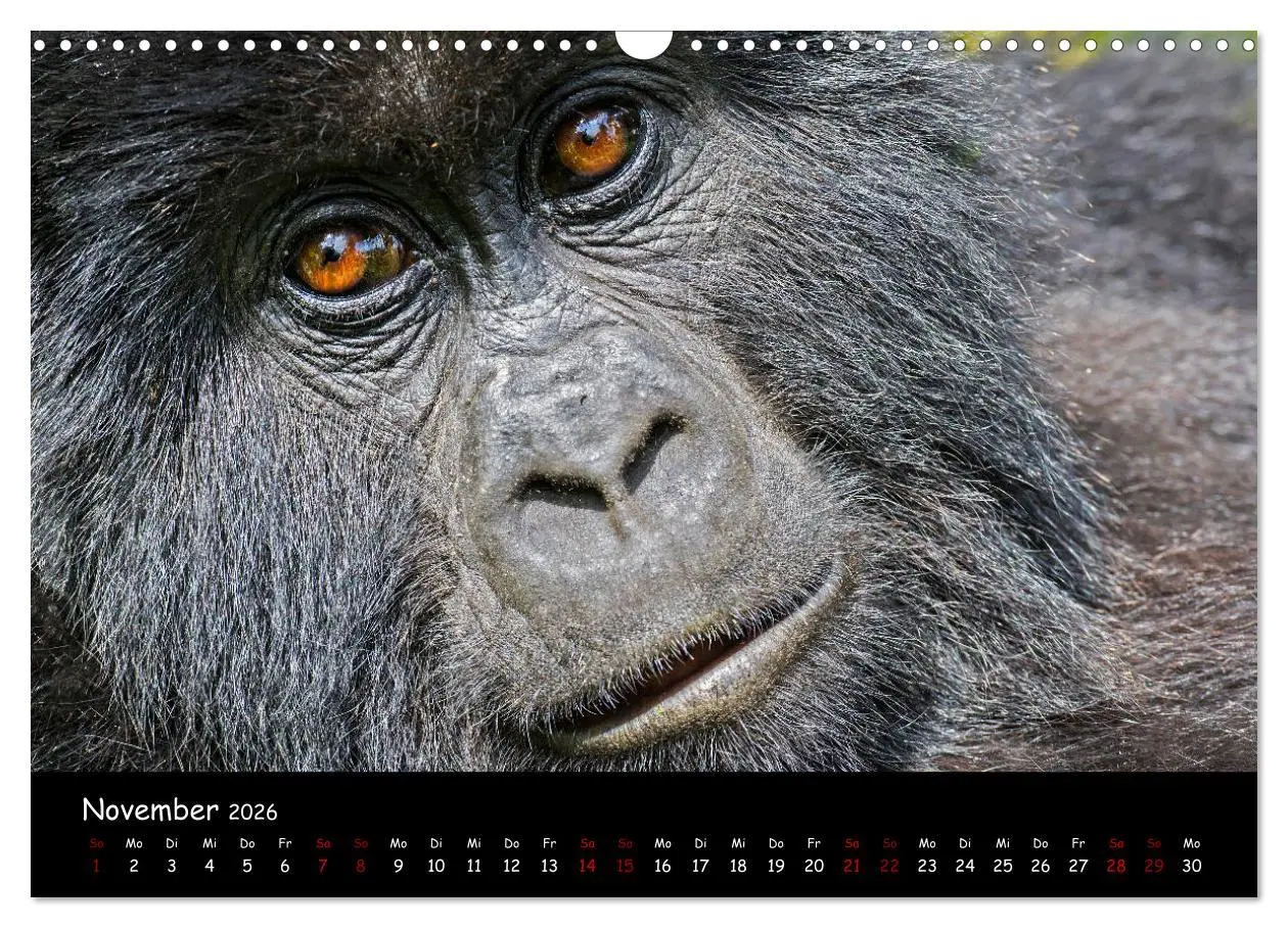 Bild: 9783457687888 | Berggorillas: die bedrohten Riesen (Wandkalender 2026 DIN A3 quer),...