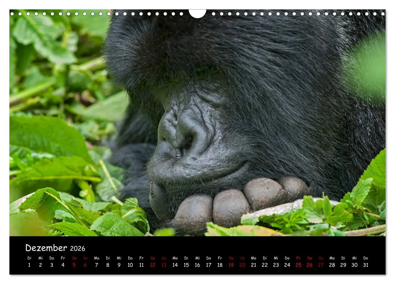 Bild: 9783457687888 | Berggorillas: die bedrohten Riesen (Wandkalender 2026 DIN A3 quer),...