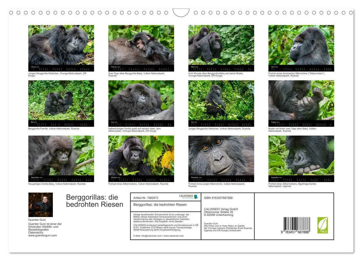 Bild: 9783457687888 | Berggorillas: die bedrohten Riesen (Wandkalender 2026 DIN A3 quer),...