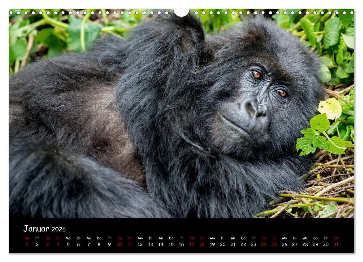 Bild: 9783457687888 | Berggorillas: die bedrohten Riesen (Wandkalender 2026 DIN A3 quer),...