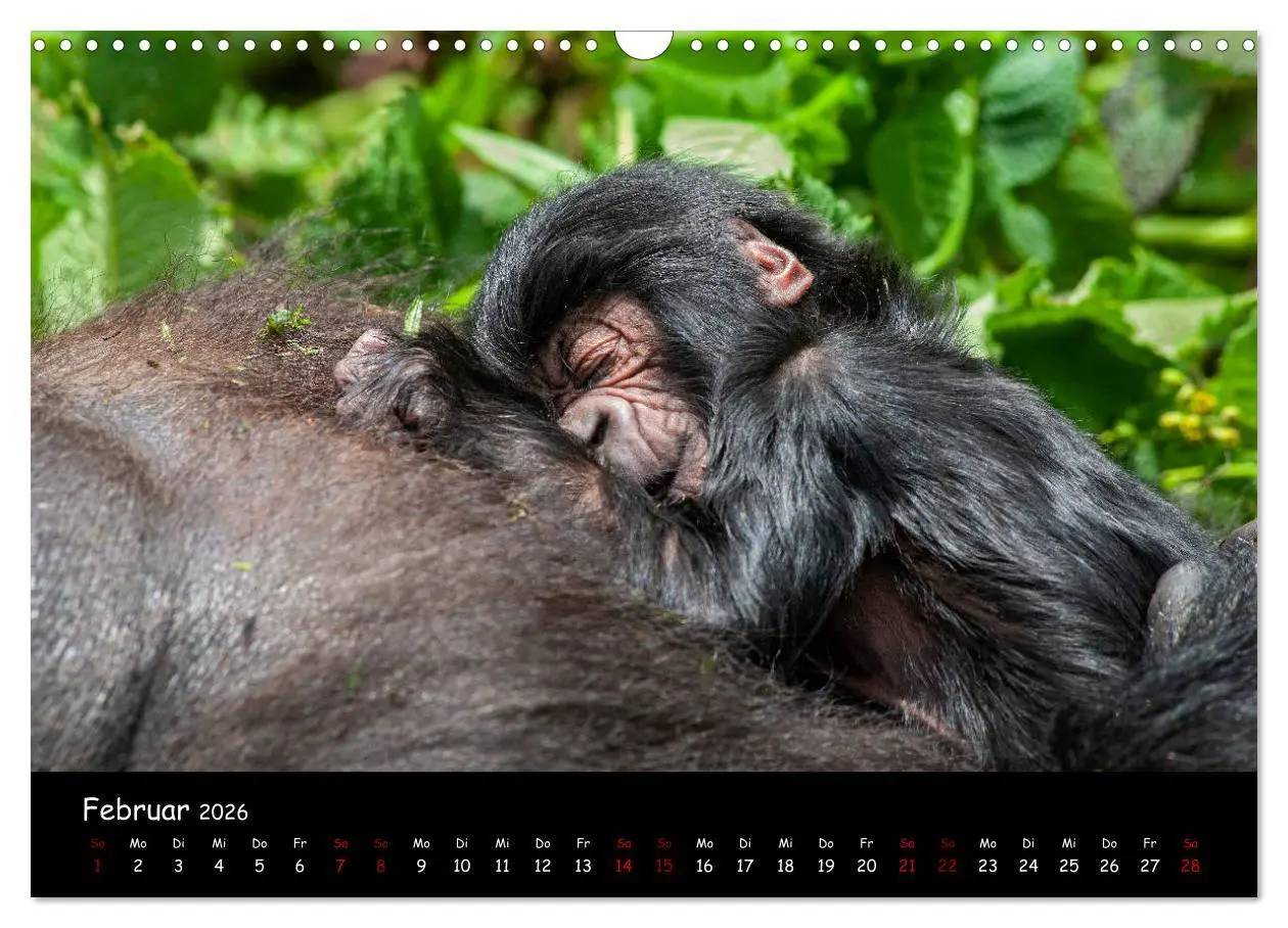 Bild: 9783457687888 | Berggorillas: die bedrohten Riesen (Wandkalender 2026 DIN A3 quer),...