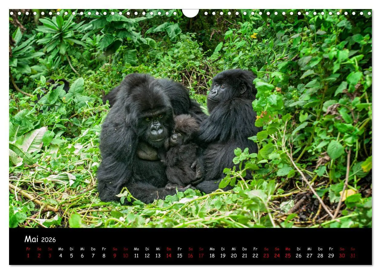 Bild: 9783457687888 | Berggorillas: die bedrohten Riesen (Wandkalender 2026 DIN A3 quer),...
