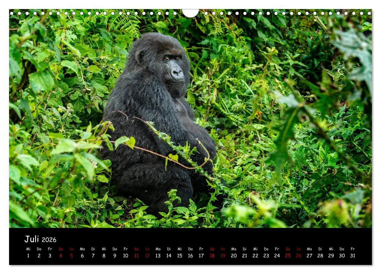 Bild: 9783457687888 | Berggorillas: die bedrohten Riesen (Wandkalender 2026 DIN A3 quer),...